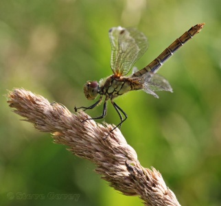 Ruddy Darter (Sympetrum sanguineum) ♀. Steve Covey